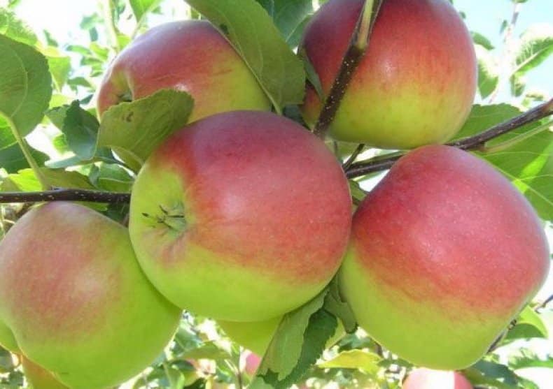 ябълково дърво башкирска красота