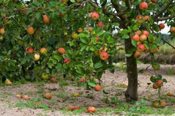 äppelträd vitryska söta beskrivning