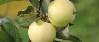 Pengisian putih pokok epal