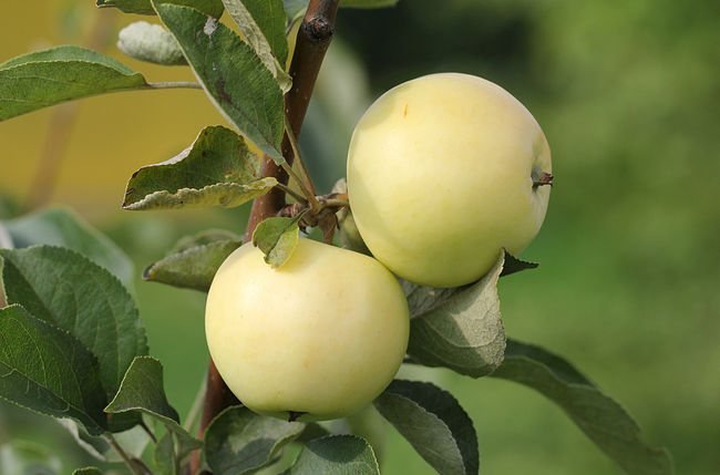 Pengisian putih pokok epal