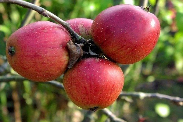 măr berkutovskoe