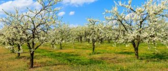 Äppelträd Bogatyr - fördelarna med sorten