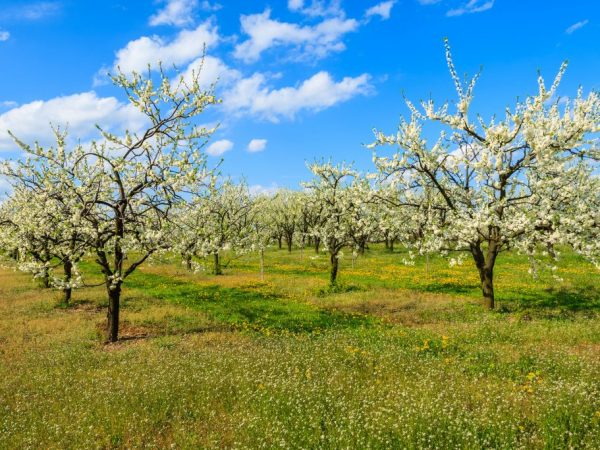 Ябълково дърво Bogatyr - предимствата на сорта