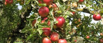 Pokok epal untuk wilayah Leningrad