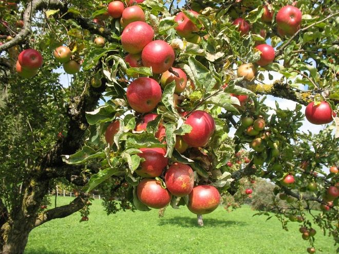 Apple tree for the Leningrad region