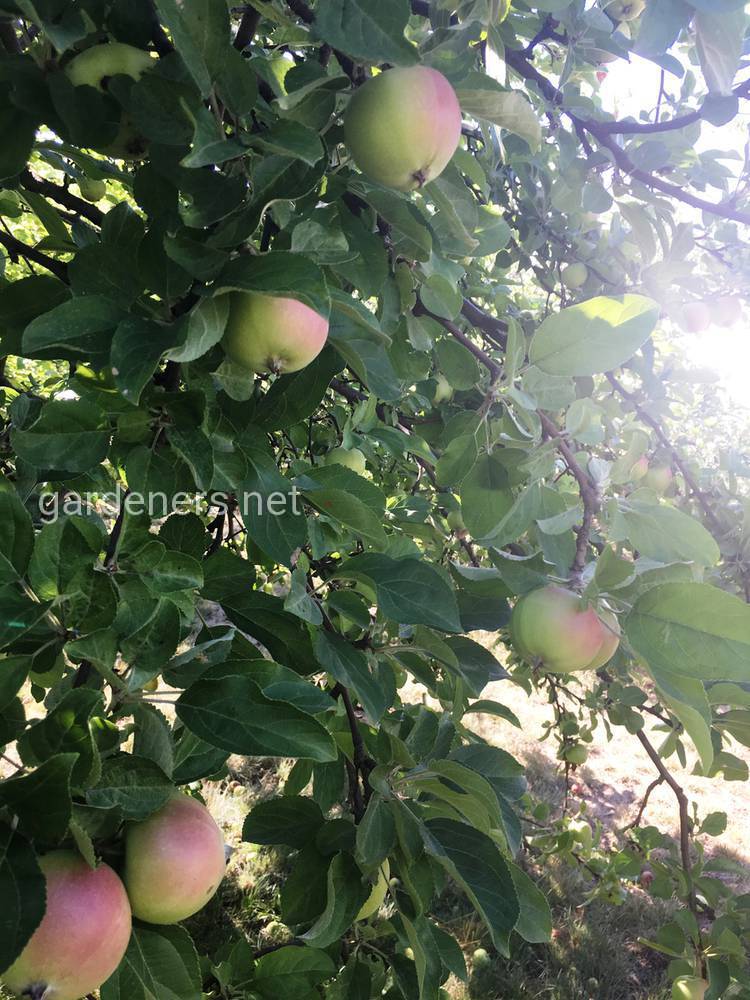 ябълково дърво през лятото