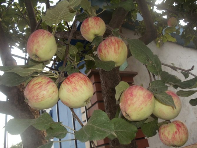 شجرة التفاح أفضل أصناف الباشكيريا - اقتصاد داشا