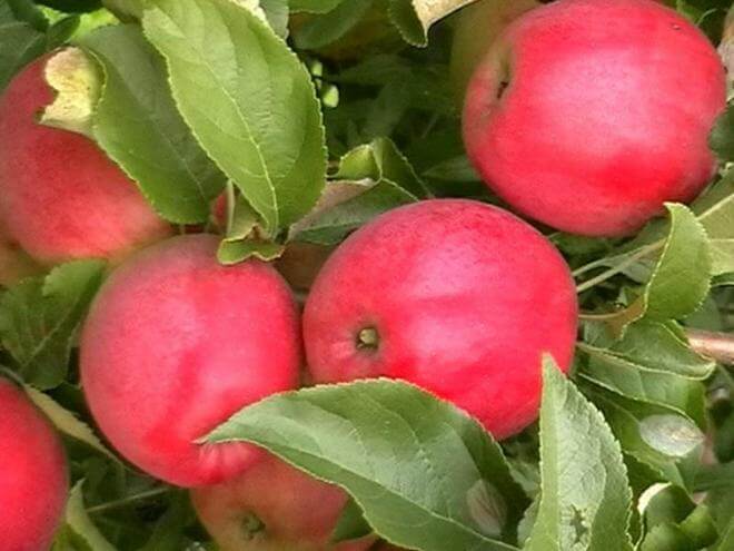 روبينوفكا التفاح شجرة