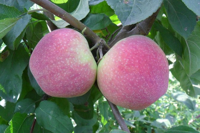 Pokok epal Melba - ciri