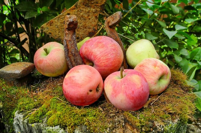 Pokok epal Melba - hasil
