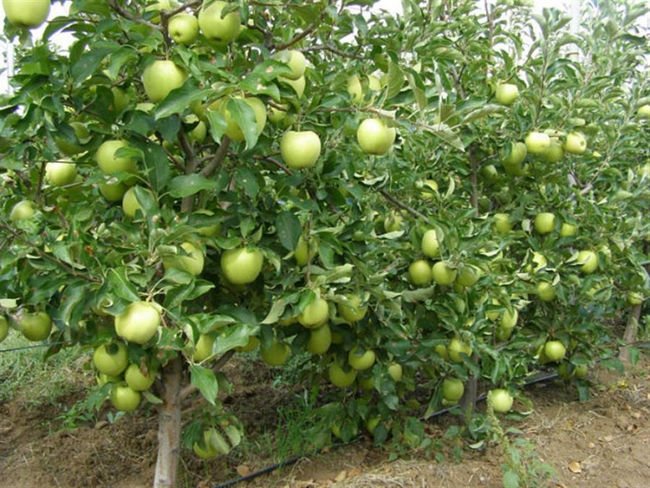 Äppelträd på en dvärggrundstam