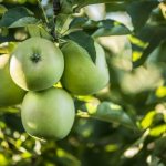 Äppelträd Oryol Sinap - odlingsregler