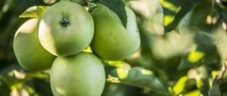 Pokok epal Oryol Sinap - peraturan tumbuh