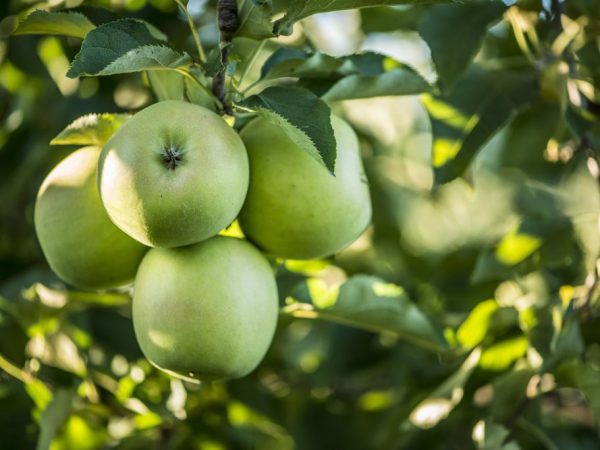 Pokok epal Oryol Sinap - peraturan tumbuh