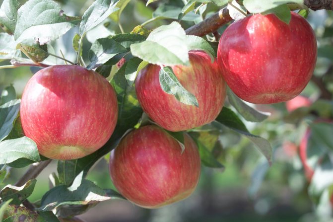 Ябълково дърво Пепин шафран