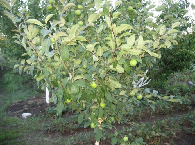 شجرة التفاح Semerenko