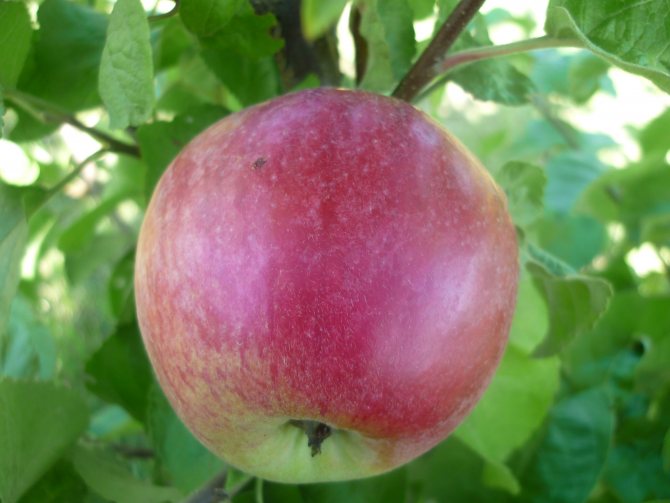 Apple tree Shtrifel