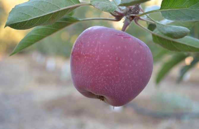 Odrůdy jabloní Sweet 16