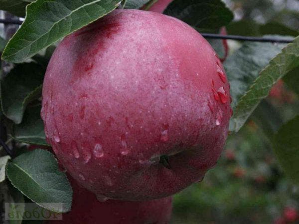 شجرة التفاح المتقشف: وصف لمجموعة متنوعة غير عادية
