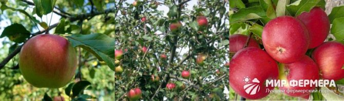 Foto pokok epal Welsey