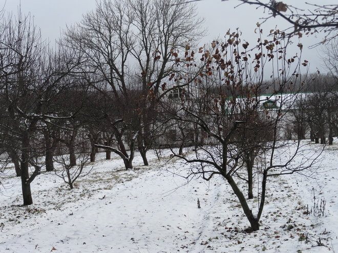 Ябълково дърво през зимата
