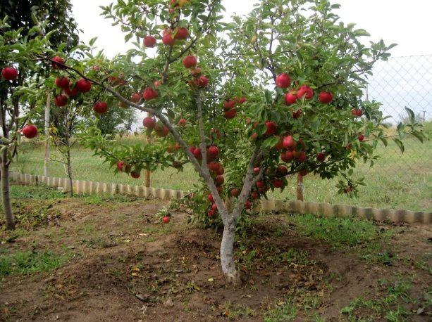 شجرة تفاح