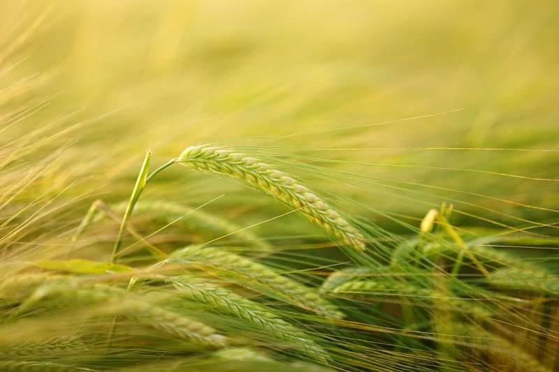 Barley green manure