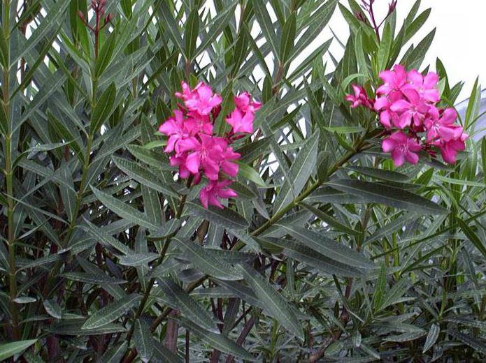 is oleander poisonous