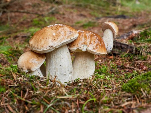 Poisonous mushrooms can cause severe poisoning