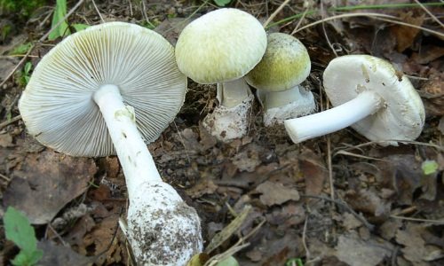 Toadstool poisonous mushroom