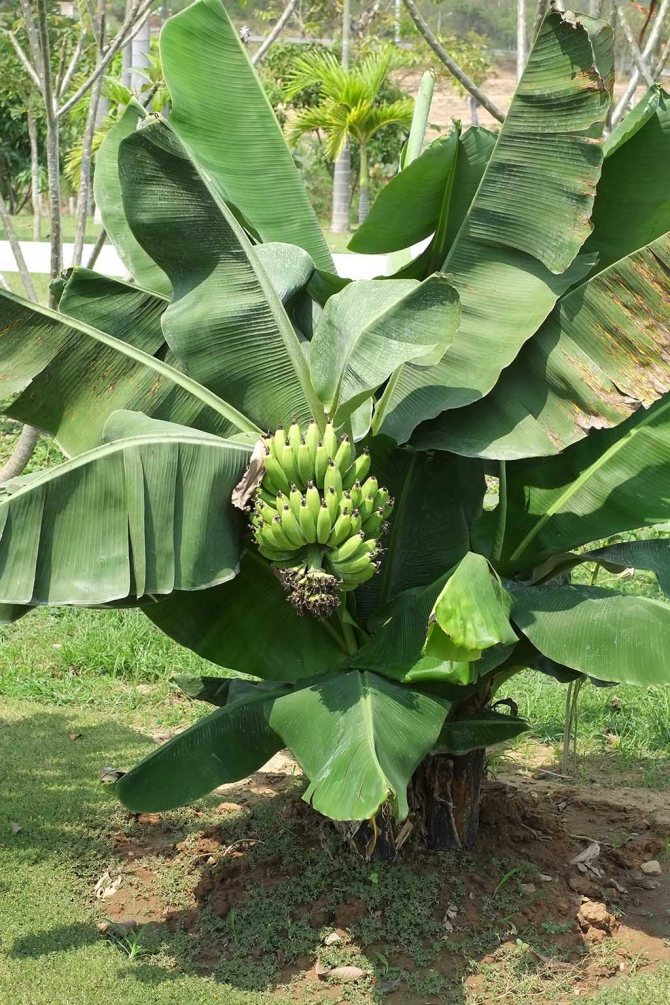 fructele de banane aparțin ierburilor