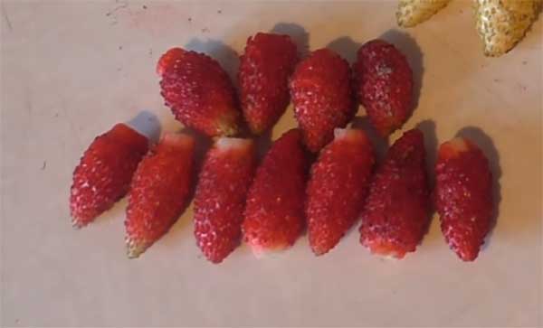 Berries-strawberries-ali-baba-photo