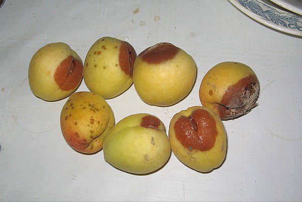 Mga berry ng aprikot na apektado ng moniliosis