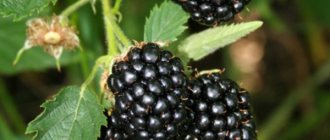 Thornless Blackberry