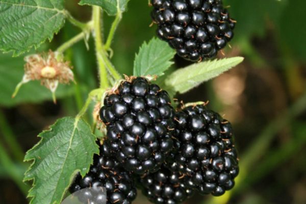 Thornless Blackberries