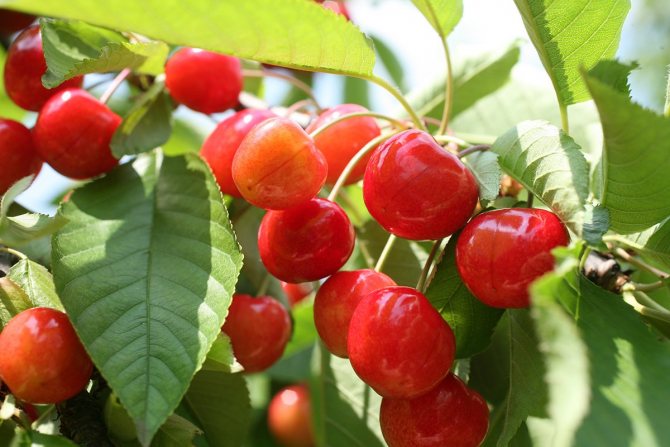 Fructe de cireș pe copac