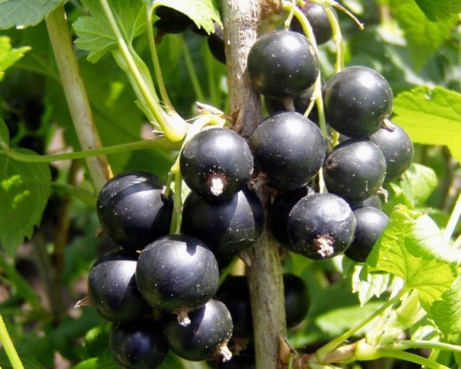 Beeren mit schwarzen Johannisbeeren