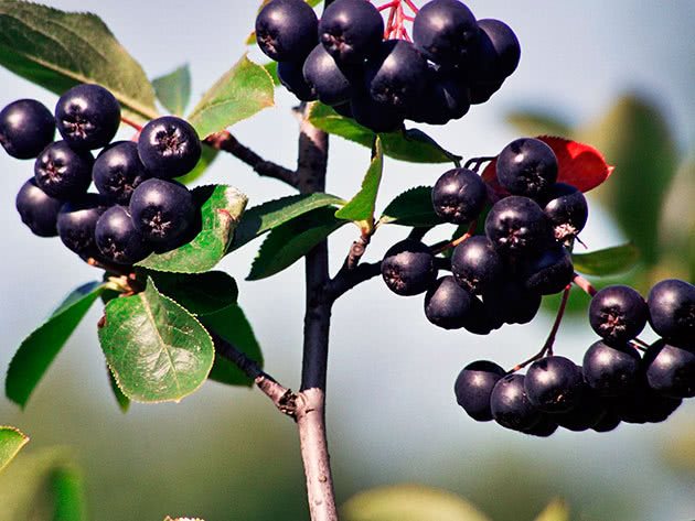 Chokeberry (rowan) berries