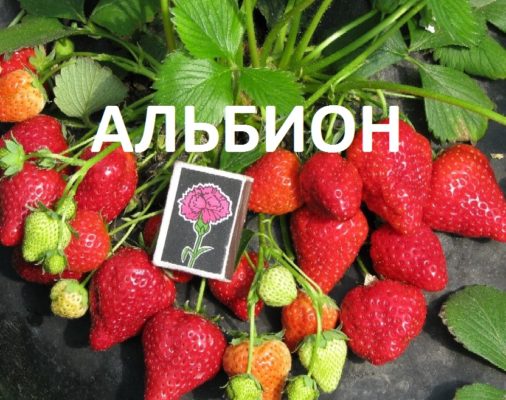 Albion strawberries versus a matchbox