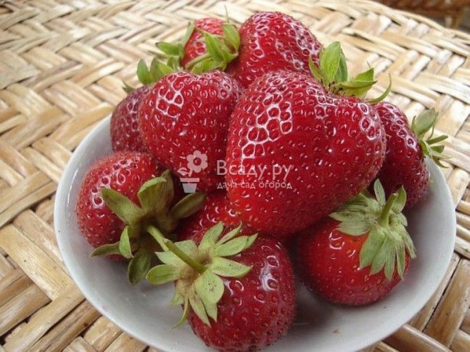 Mga strawberry ng Albion