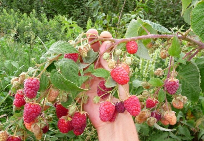 Raspberry berries Bryansk marvel