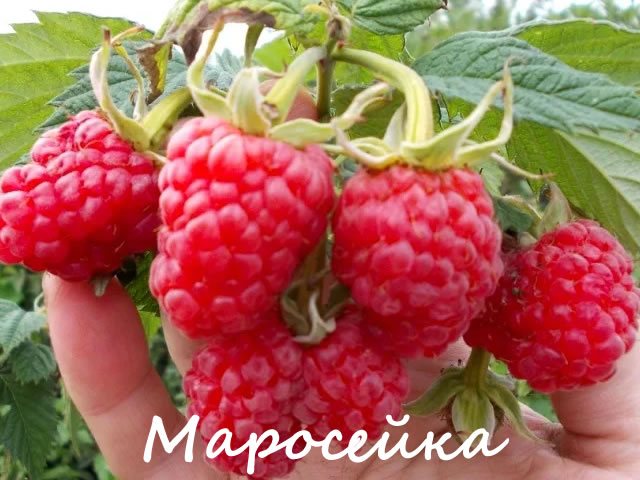 Berries of raspberry Maroseyka close-up