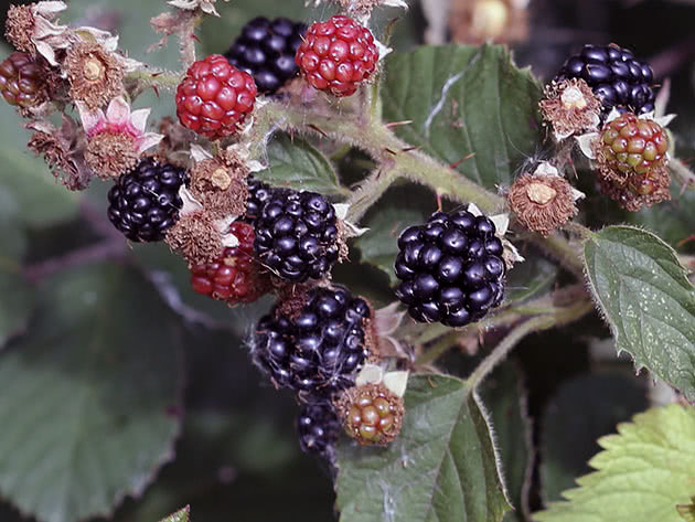 Berries on a blackberry bush