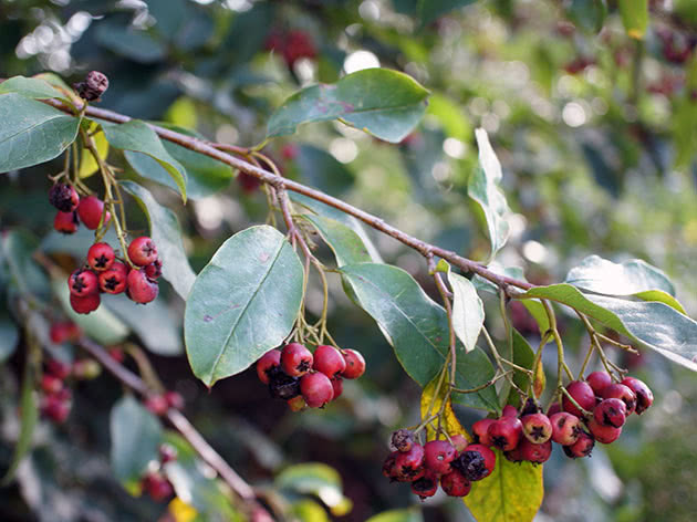 Mga berry sa isang cotoneaster bush