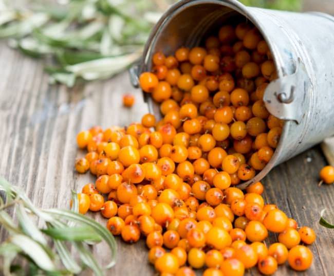 After harvesting, sea buckthorn berries can be preserved in several ways.