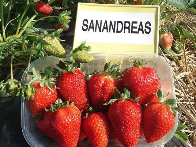 Градински ягоди Сан Андреас