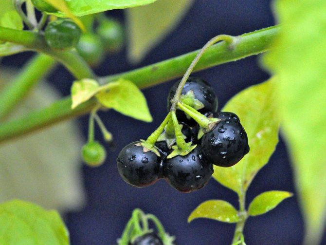 berries of the nightshade family