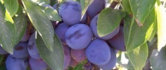 Plum berries Smolinka