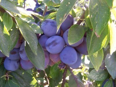 Mga plum berry na Smolinka
