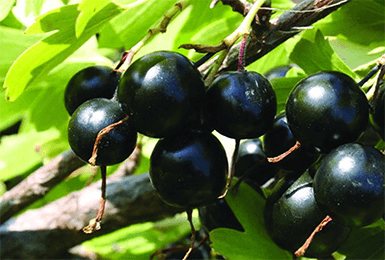 Currant berries Black pearl